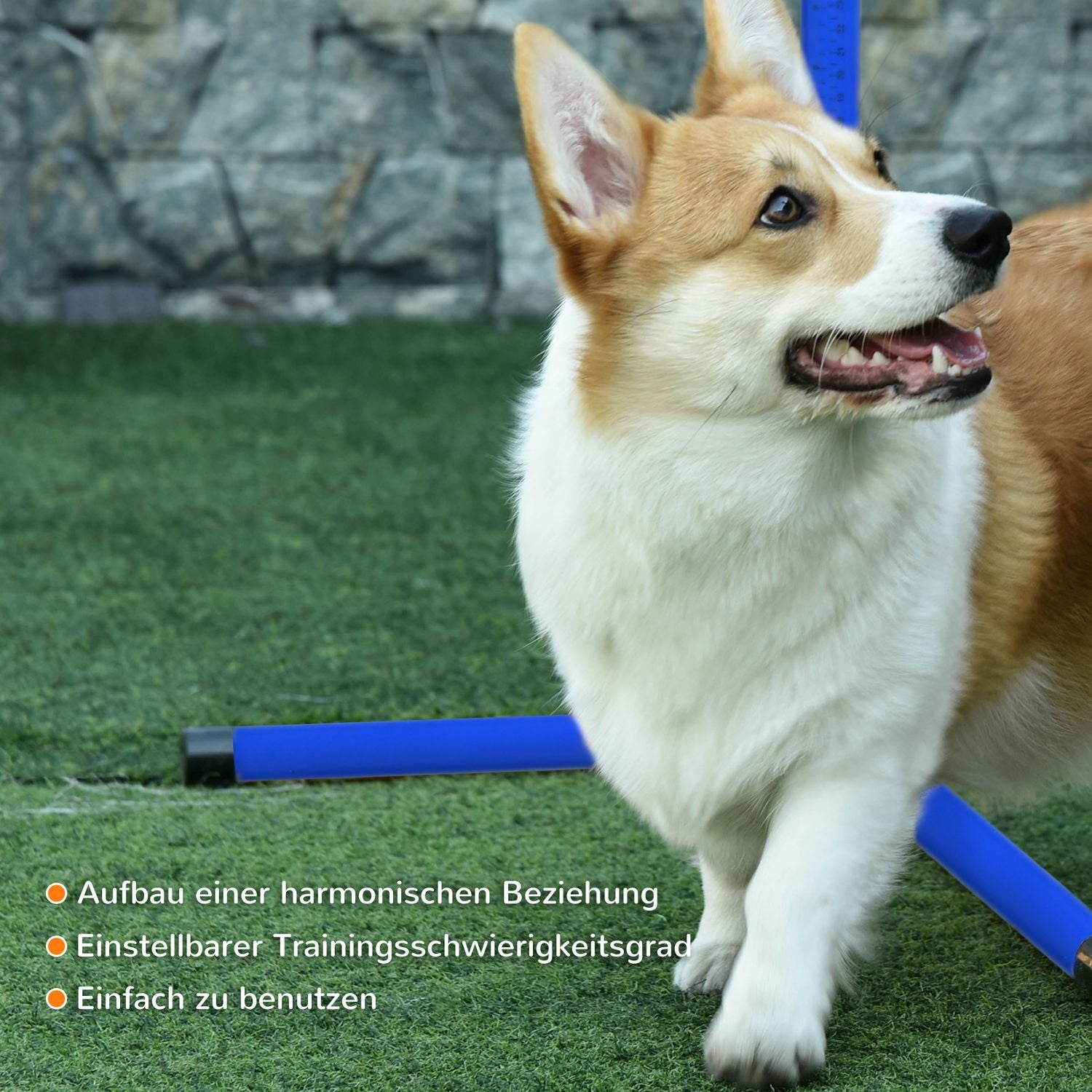 Hund Agility Training Set – 4 blå plasthäck