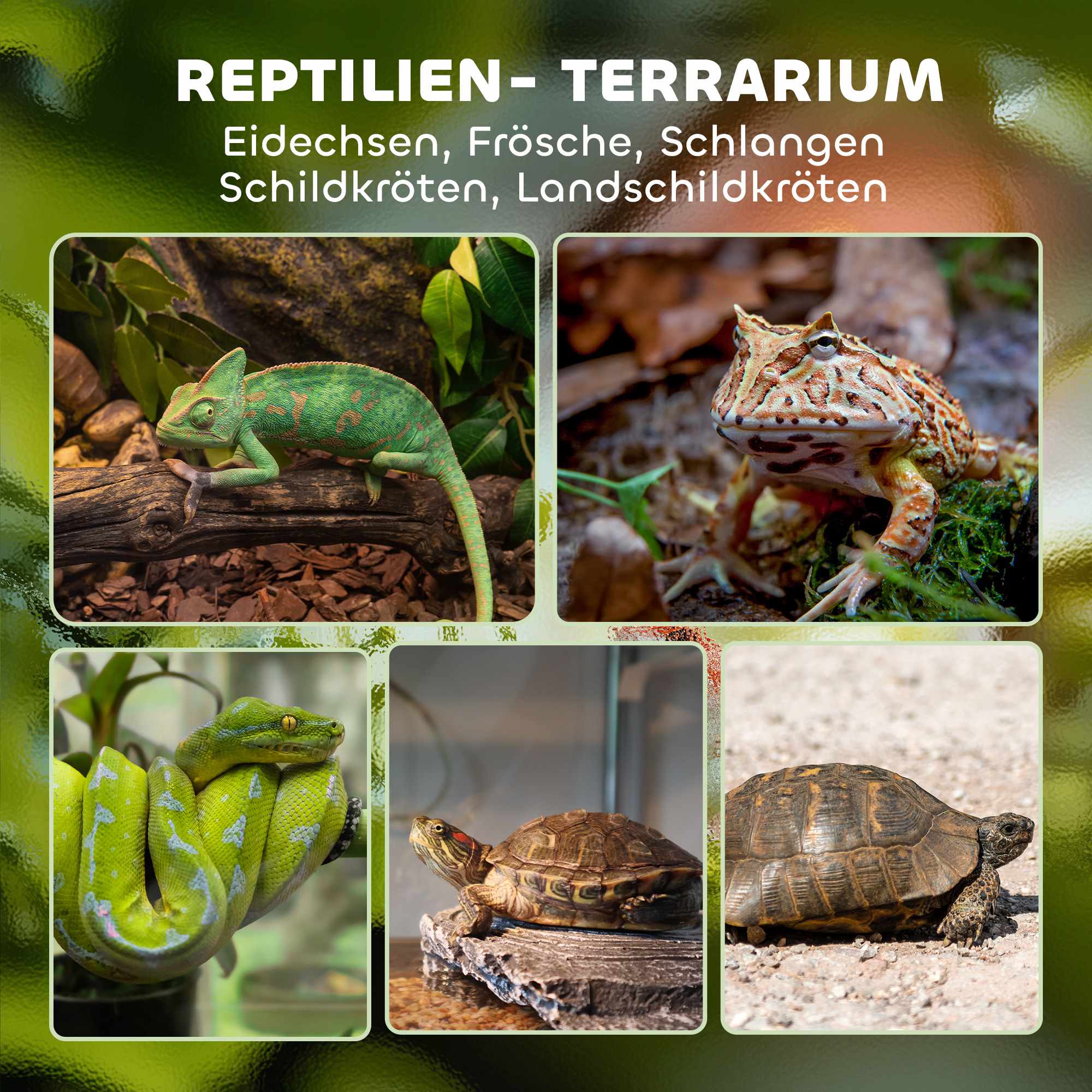 Reptilterrarium i glas, vattentät bas, säkert lås