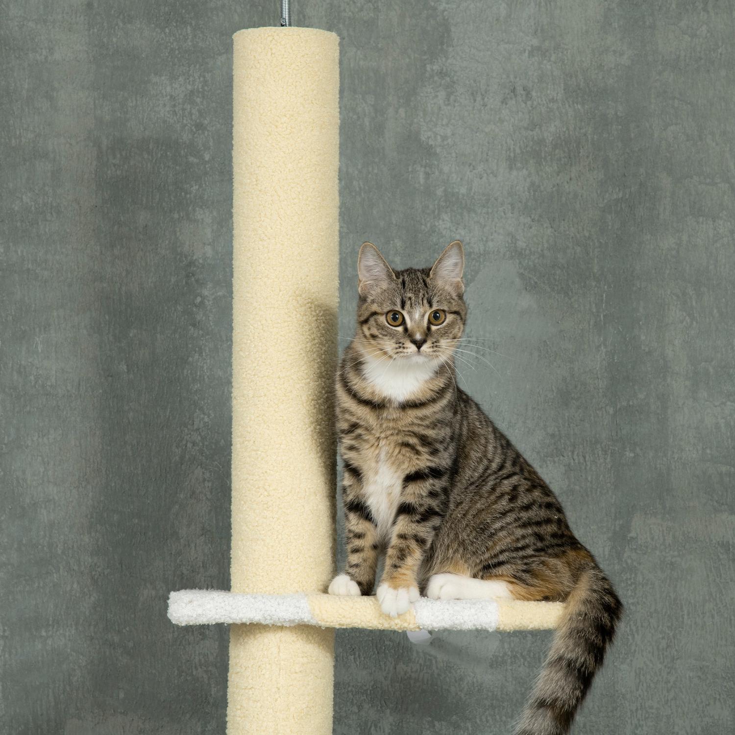 Justerbar kattskrapstolpe med lekboll, 220-260 cm