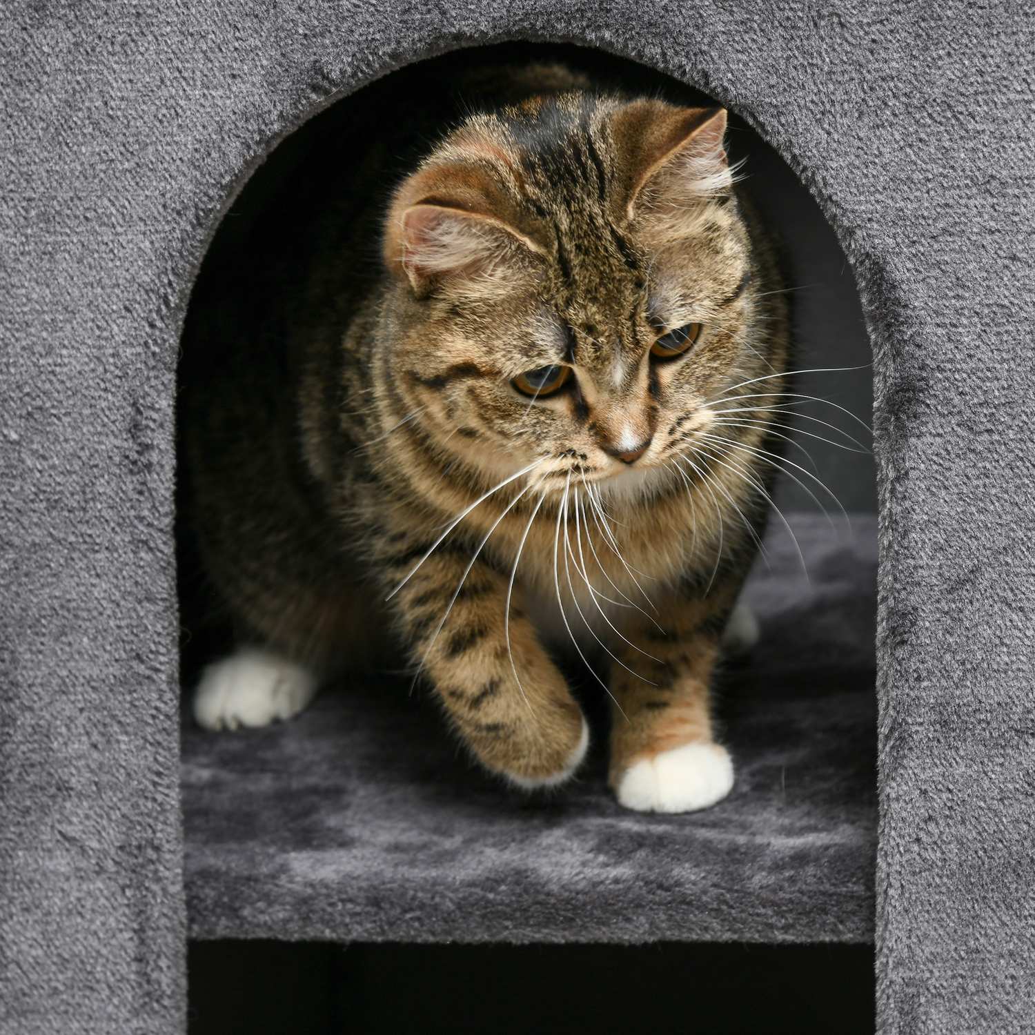 Cat Scratching Tower, 81 cm, 2 grottor, mörkgrå, upp till 6 kg