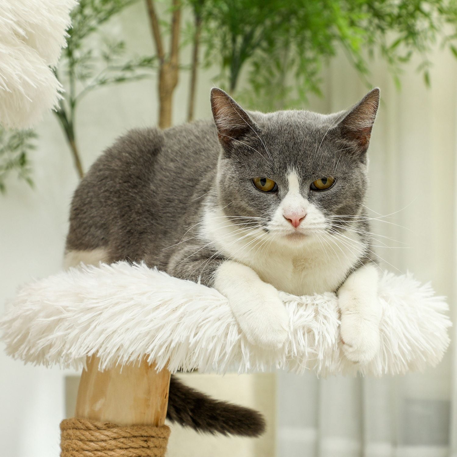 Kattskrapstolpe med lekboll, sängar, för katter <5 kg
