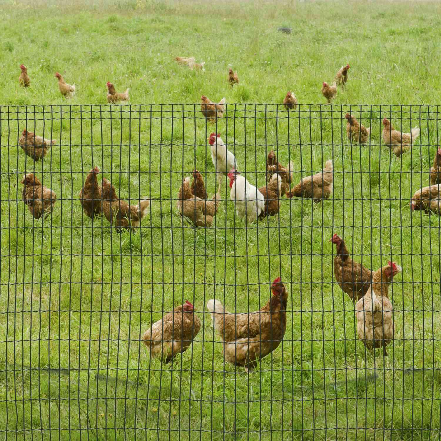 Netting Hundegjerde Fjærkre Gjerde Fjærkre Nett Kyllinggjerde Hatt Gjerde Netting Hagegjerde Aviary Wire Gjerderull Mørkegrønn 10 X 1,22 M